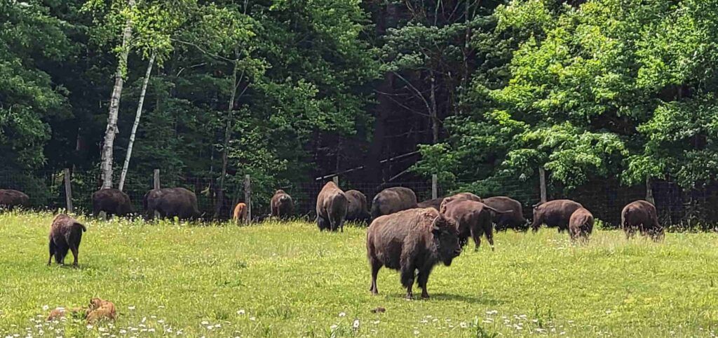 Búfalos en el Parque Omega, Canadá