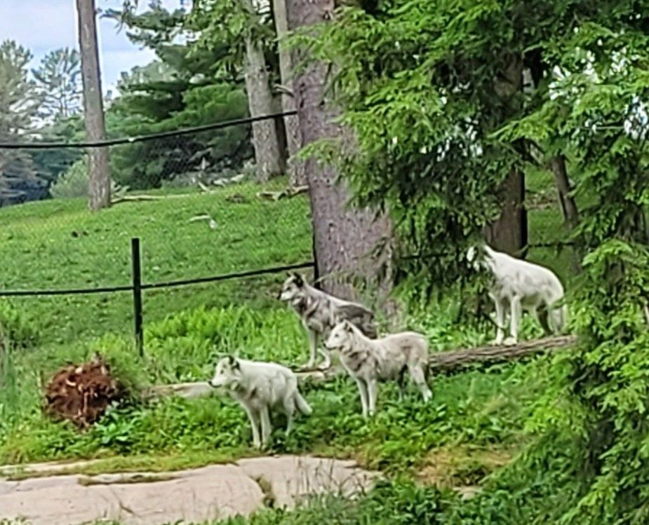 Lobos en el Parque Omega, Canadá