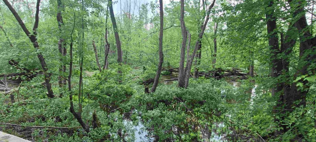 Pantano en Rosemere, cerca de Montreal