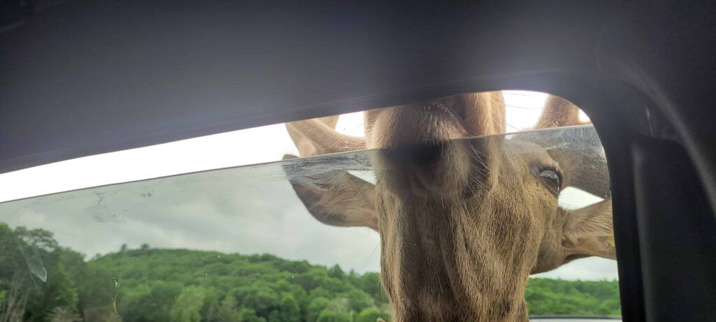 Animal intentando meter la cabeza en un coche del Parque Omega, Canadá, en busca de zanahorias
