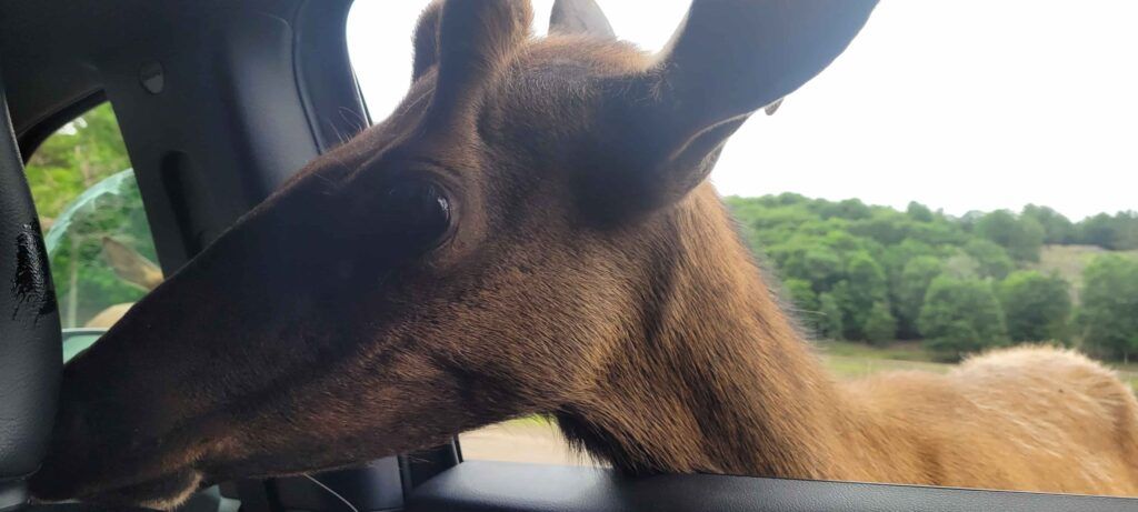 Animal con la cabeza dentro de un coche del Parque Omega, Canadá, en busca de zanahorias