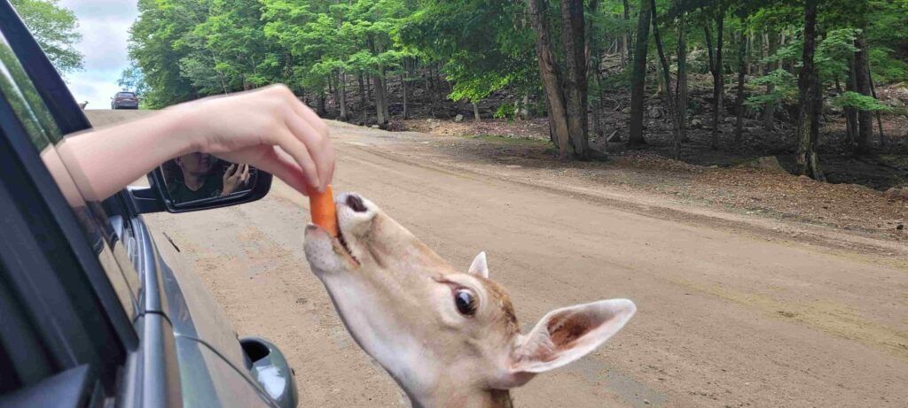 Ciervo pequeñito comiéndose una zanahoria que se le ofrece desde un coche en Parque Omega, Canadá