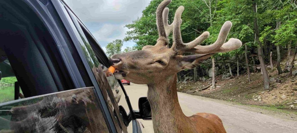 Ciervo adulto comiéndose una zanahoria que se le ofrece desde un coche en Parque Omega, Canadá