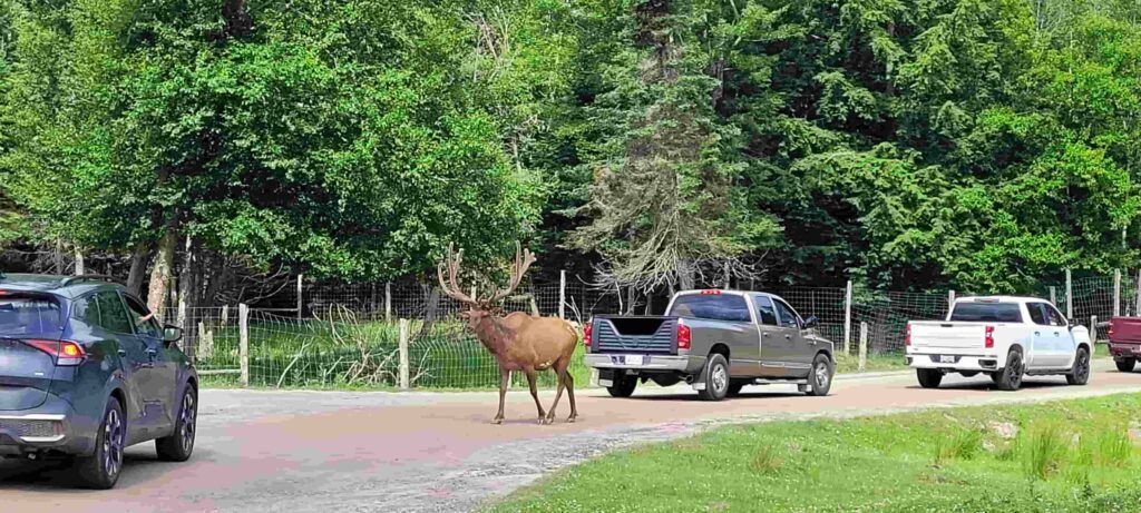 Ciervo paseándose entre los coches en Parque Omega, Canadá