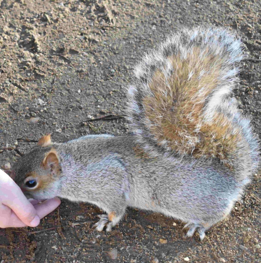Persona alimentando a una ardilla en el suelo, en Canadá