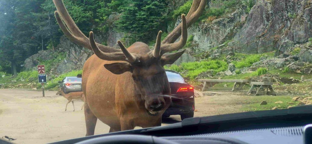 Ciervo adulto (venado) frente a nuestro coche en la visita al Parque Omega, en Canadá