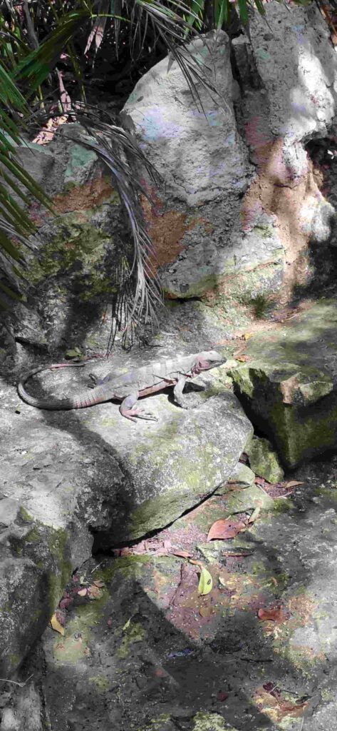 iguana en el cenote azul, méxico